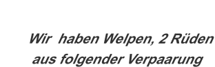 Wir  haben Welpen, 2 Rüden         aus folgender Verpaarung