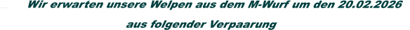 Wir erwarten unsere Welpen aus dem M-Wurf um den 20.02.2026        aus folgender Verpaarung
